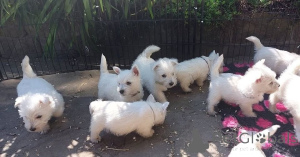 Photo №1. west highland white terrier - à vendre en ville de Neumünster | 350€ | Annonce №171447
