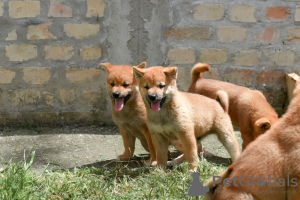 Photos supplémentaires: Chiots Shiba Inu