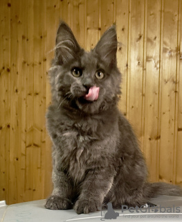 Photo №4. Je vais vendre maine coon en ville de Vladimir. de la fourrière - prix - 616€