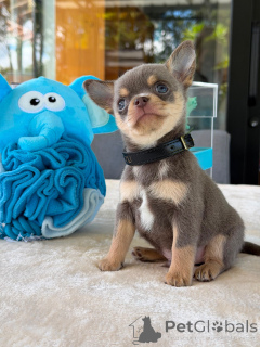Photo №1. chihuahua - à vendre en ville de Biefeld | négocié | Annonce №174829