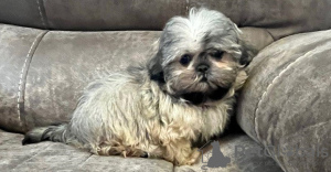 Photo №1. shih tzu - à vendre en ville de Berlin | 350€ | Annonce №116830