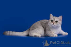 Photo №3. Chinchilla argenté Scottish Fold. Fédération de Russie