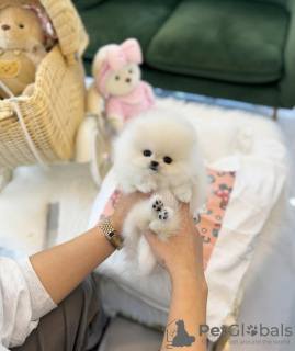 Photo №3. Magnifique et adorable chiot de Poméranie à adopter. USA