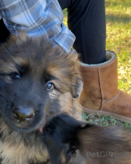 Photo №1. chien bâtard - à vendre en ville de Bad Wildungen | négocié | Annonce №173375