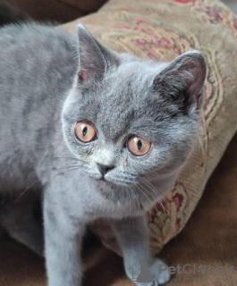 Photo №1. british shorthair - à vendre en ville de Mettmann | 350€ | Annonce № 119432