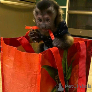 Photo №3. Mono capucin. Espagne