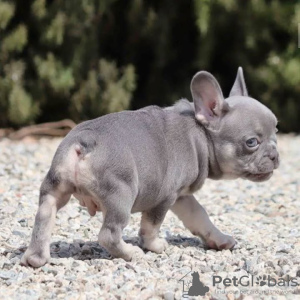 Photo №4. Je vais vendre bouledogue en ville de Chemnitz. annonce privée - prix - 360€