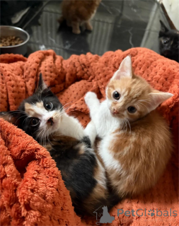 Photo №1.  - à vendre en ville de Alain | 350€ | Annonce № 151619