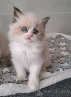 Photo №1. ragdoll - à vendre en ville de Heinävesi | Gratuit | Annonce № 176606