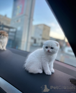 Photo №1. scottish fold - à vendre en ville de Brême | négocié | Annonce № 167097