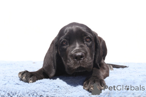 Photo №3. Cora de SPQR Corso. La Roumanie