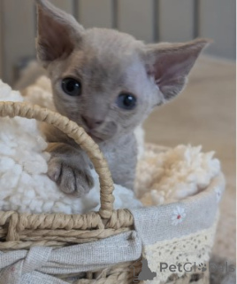Photo №3. Magnifiques chatons Devon Rex bleus et lilas. Allemagne