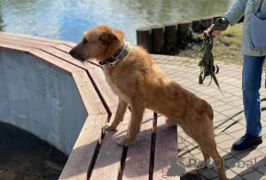 Photo №4. Je vais vendre chien bâtard en ville de Москва. annonce privée - prix - Gratuit