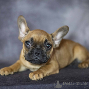 Photo №3. Bouledogue Français Mâle de 12 semaines Prêt à rentrer à la maison. Allemagne