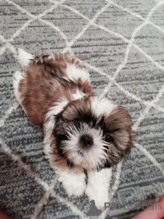 Photo №2 de l'annonce № 167390 de la vente lhassa apso, maltipu, spitz nain, caniche (jouet), shih tzu - acheter à Estonie annonce privée, de la fourrière, de l'abri, éleveur