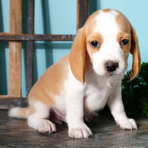Photo №1. beagle - à vendre en ville de Aschaffenburg | 350€ | Annonce №151416