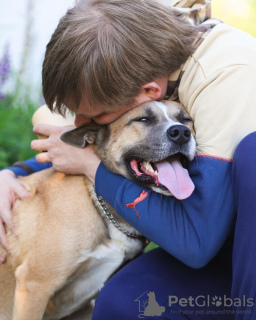 Photo №4. Je vais vendre chien bâtard en ville de Москва. annonce privée - prix - Gratuit