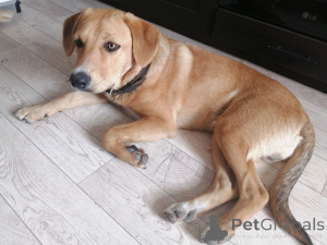 Photo №2 de l'annonce № 164578 de la vente chien bâtard - acheter à Biélorussie annonce privée