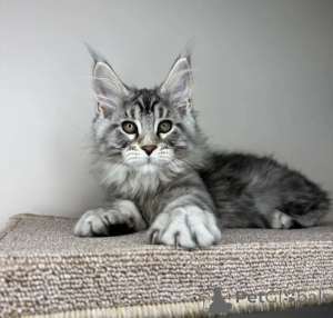 Photo №1. maine coon - à vendre en ville de Baden-Baden | 990€ | Annonce № 163713