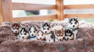 Photo №4. Je vais vendre husky de sibérie en ville de Berlin.  - prix - négocié