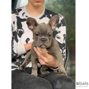 Photo №1. bouledogue - à vendre en ville de Штутгарт | Gratuit | Annonce №123902