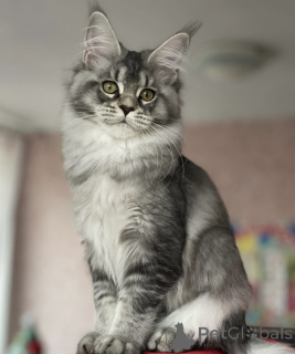 Photo №1. maine coon - à vendre en ville de Baden-Baden | 1€ | Annonce № 163175