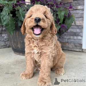 Photo №1. chien bâtard - à vendre en ville de Aalborg | 350€ | Annonce №151549