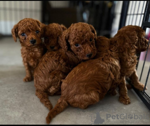 Photo №2 de l'annonce № 120790 de la vente caniche (jouet) - acheter à Espagne éleveur