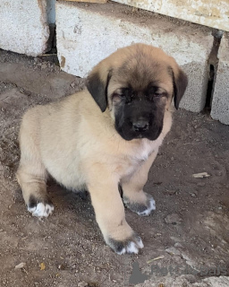 Photo №1. chien bâtard - à vendre en ville de Melbourne | négocié | Annonce №158698