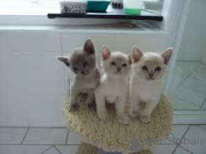 Photo №2 de l'annonce № 166328 de la vente burmese - acheter à La finlande annonce privée, éleveur
