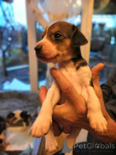 Photo №4. Je vais vendre chien russe en ville de Hambourg. éleveur - prix - négocié