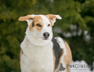Photo №2 de l'annonce № 92977 de la vente chien bâtard - acheter à Fédération de Russie annonce privée