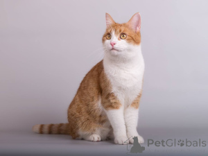 Photo №3. Kitty Manyunya recherche un bon cœur.. Fédération de Russie