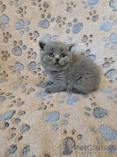 Photo №1. british shorthair - à vendre en ville de Hannover | 350€ | Annonce № 108596