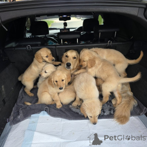 Photo №1. golden retriever - à vendre en ville de Holstebro | négocié | Annonce №169980