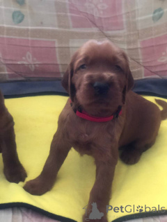 Photo №2 de l'annonce № 138669 de la vente setter irlandais rouge - acheter à Ukraine annonce privée