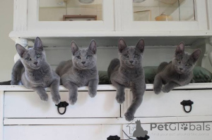 Photo №3. Mignons chatons bleus russes mâles et femelles à rosettes brunes pour adoption. Allemagne