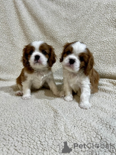 Photo №2 de l'annonce № 99472 de la vente cavalier king charles spaniel - acheter à Serbie éleveur