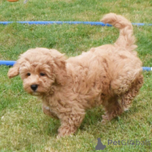 Photo №1. golden retriever - à vendre en ville de Düsseldorf | 600€ | Annonce №172794