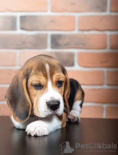Photo №2 de l'annonce № 103660 de la vente beagle - acheter à Allemagne annonce privée