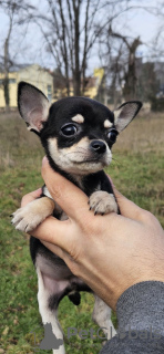 Photo №4. Je vais vendre chihuahua en ville de Belgrade.  - prix - négocié