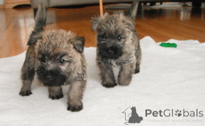 Photo №1. cairn terrier - à vendre en ville de Vilnius | négocié | Annonce №162906