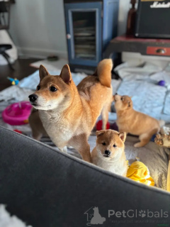 Photo №3. Shiba Inu Welpen enregistré auprès de KC et contacté par WhatsApp au 44 7453. Allemagne