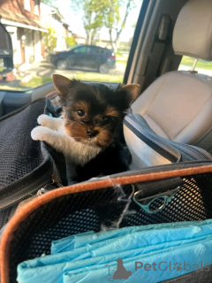 Photo №3. TEACUP YORKIES Disponible pour l'adoption. USA