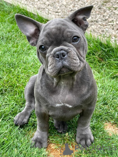 Photo №1. bouledogue - à vendre en ville de Zürich | Gratuit | Annonce №96408