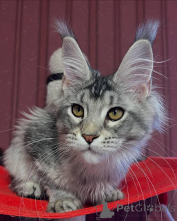 Photo №1. maine coon - à vendre en ville de Aston | négocié | Annonce № 160663