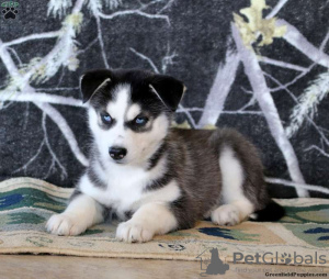 Photo №2 de l'annonce № 45897 de la vente husky de sibérie - acheter à USA 