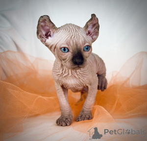 Photo №1. sphynx - à vendre en ville de Beverly Hills | négocié | Annonce № 162935