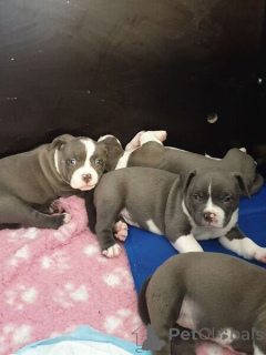 Photo №1. american bully - à vendre en ville de Dikirh | négocié | Annonce №169290