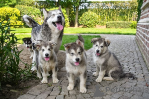 Photo №1. malamute de l'alaska - à vendre en ville de Zelb | 450€ | Annonce №169407